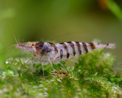 Lot crevettes zebra - 10,