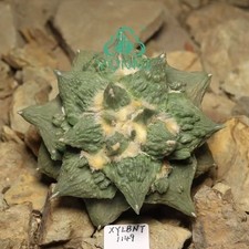9.4cm Rare Cacti Caudex