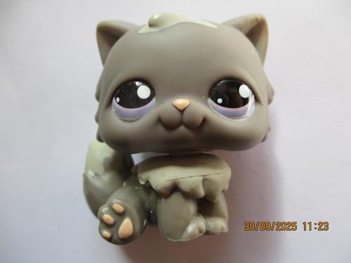 Petshop chat persan - petshop,