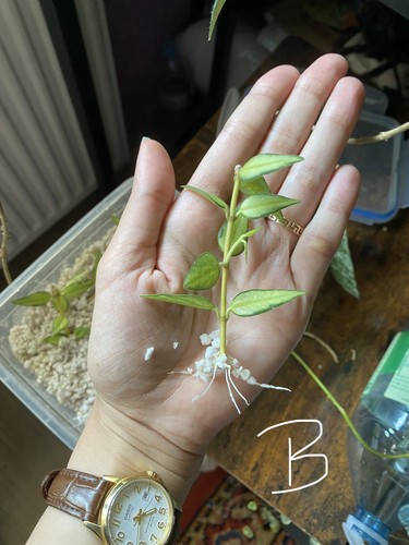 Hoya bella lida buis - , b