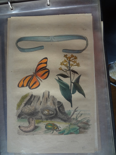 Gravure ancienne xix nature - gravure,