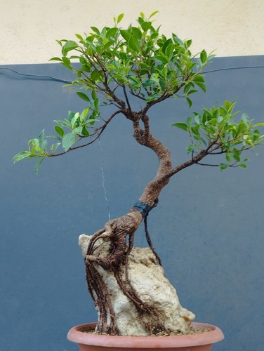 Bonsaï ficus retusa - , x
