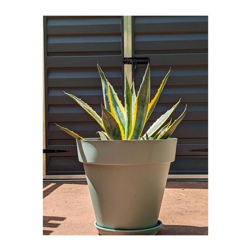 Bac fleurs rond riviera - fleurs,