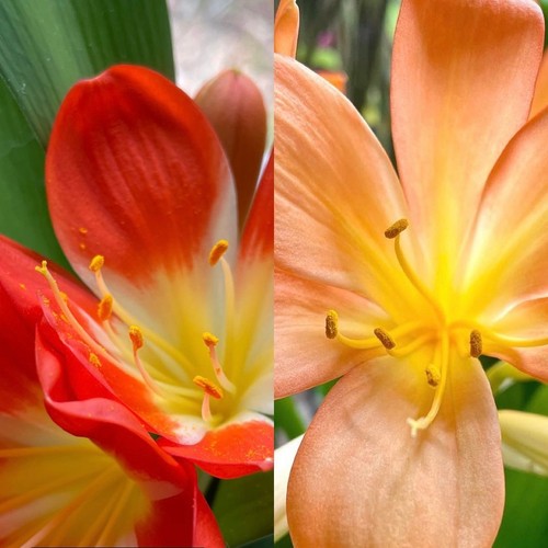 Clivia little clown big - x,
