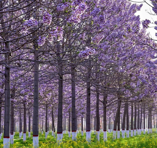 Paulownia hybride graines - hybride,