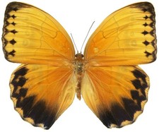 ENTOMOLOGIE-  Papillon en
