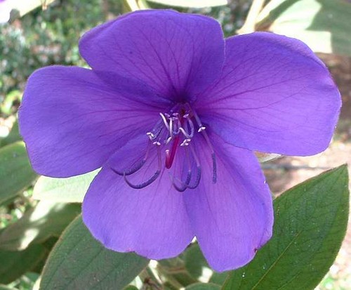Tibouchina urvilleana - tibouchina,