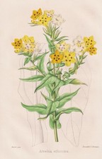 Fleur De Prophète Caucase