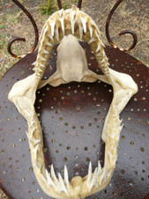 MÂCHOIRE DE REQUIN H 25Cm largeur 26