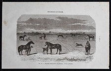 1882 - Juments boulonnaises au pâturage - Gravure - Cheval & équitation
