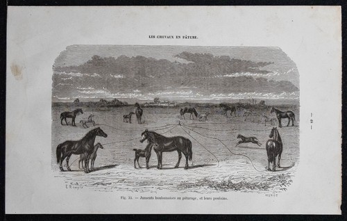 1882 juments boulonnaises au - -,