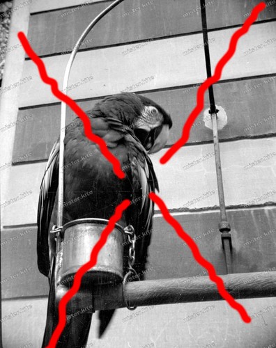 Negative-Berlin-Zoological