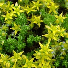 Sedum acre - Orpin jaune -