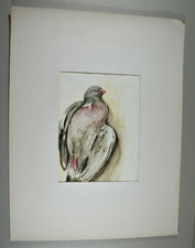 Dessin XXe - Oiseau Pigeon
