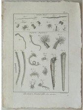 NEREIDE, AMPHITRITE - GRAVURE