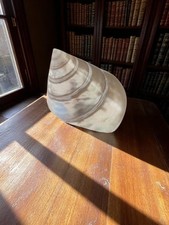 Coquillage nacré de Tahiti vintage, objet de collection rare