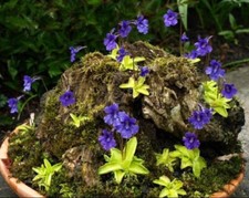 SEMI PINGUICULA GRANDIFLORA - GRAINES DE PLANTE CARNIVORE, 10 graines