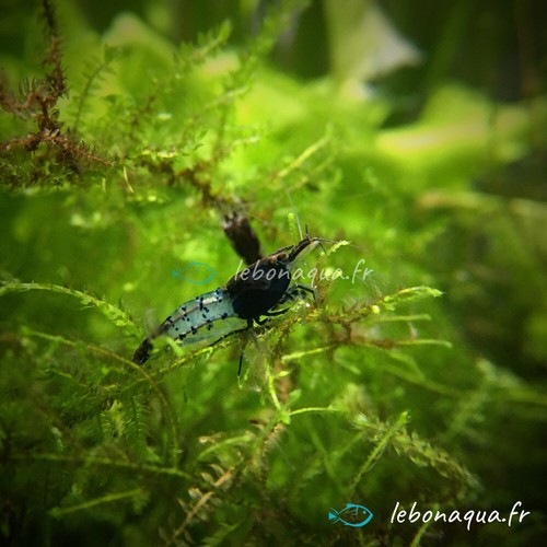 Lot crevettes rili - 12,
