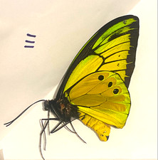 Ornithoptera Supremus Male A1