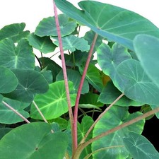 Colocasia esculenta 'Pink China' - Oreille d'éléphant à tiges roses