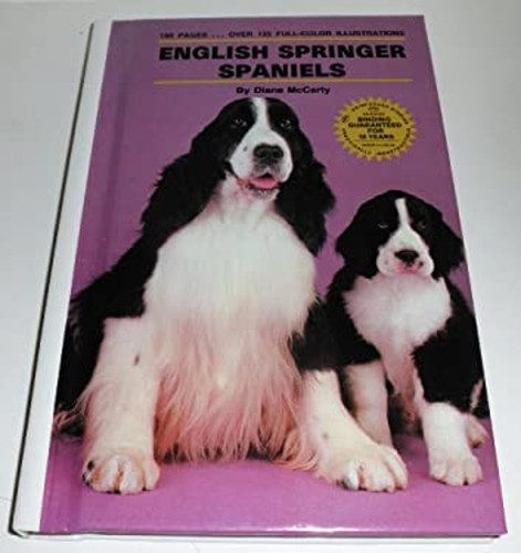 Anglais springer épagneul - anglais,