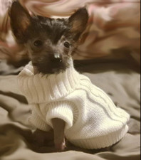 Vetement chien ou chat pull