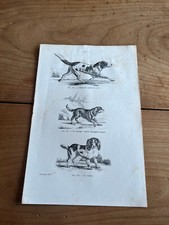 gravure ancienne chien N18 épagneul anglais le springer le cocker