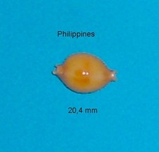 Cypraea    Bistrinotata Excelsior     Philippines   20,4 mm   Nouvelle