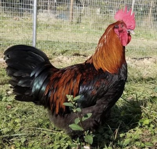 Purebred black copper maran - 3,