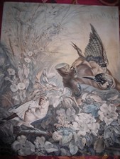 GRAVURE ANCIENNE PLANCHE OISEAUX COULEURS GRAND FORMAT 48 X37 CM SUPERBE