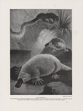 Ornithorynque Ornithorhynchus