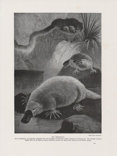 Ornithorynque ornithorhynchus - ornithorynque,