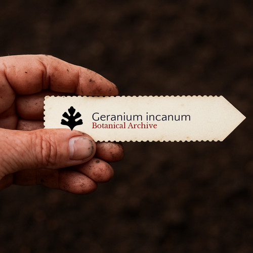Geranium incanum seeds - geranium,