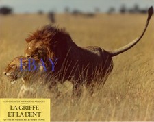 *Lion lionne La griffe et la