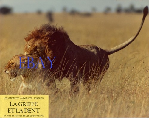 Lion lionne griffe - *lion, et