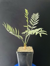 Encephalartos Horridus, Caudex Cactus Agave Succulente Plante Arbre Copiapoa