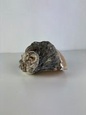 Grand Coquillage Nacre