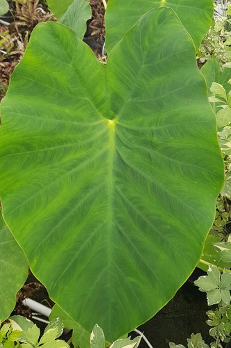 Colocasia esculenta coco - colocasia, 'coco'