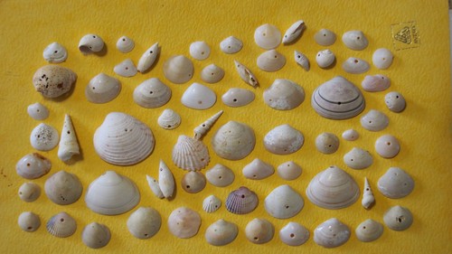 Lot coquillages fossiles - coquillages,