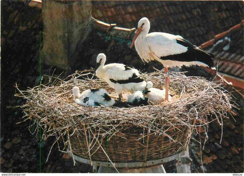 Carte postale animaux - animaux,