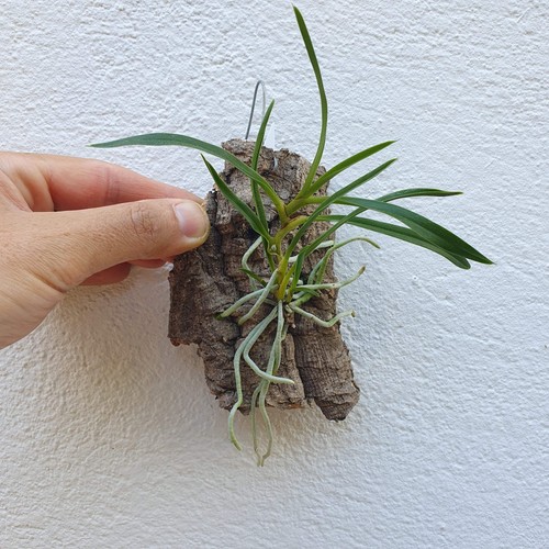 Angraecum calceolus