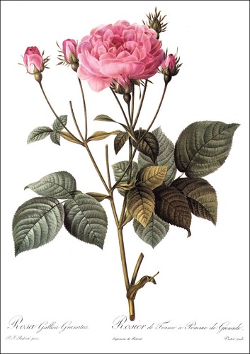 1990 Vintage Print Rose Flower
