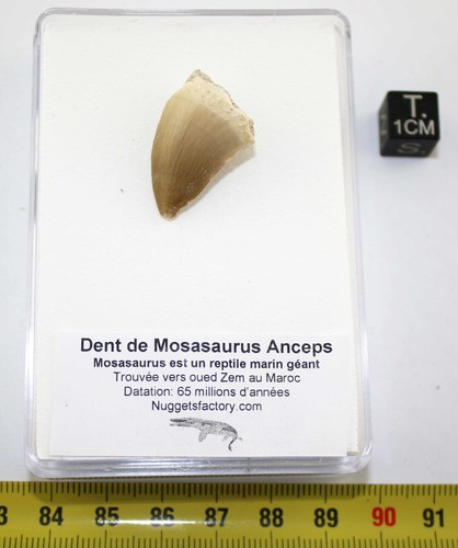 Dent mosasaurus anceps dans - dent,