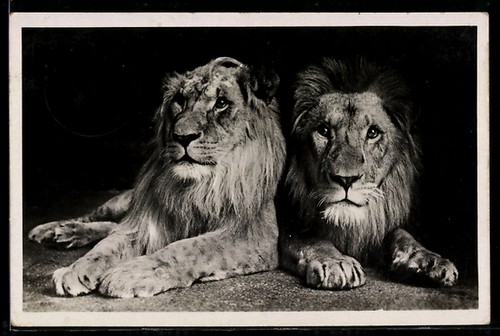 Carte postale francfort - carte,