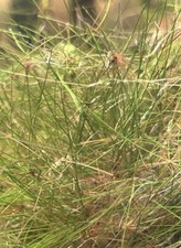 Dwarf Hairgrass Eleocharis Sp