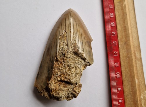 Dent requin fossile de - requin,