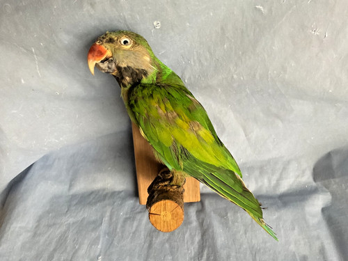 Taxidermy moustache parrot - taxidermy,