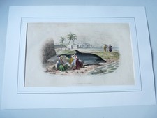 Gravure Dauphin Édouard Traviés (24037)