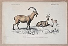 Gravure coloriée Quadrupède