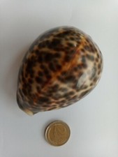 Coquillages de collection rare